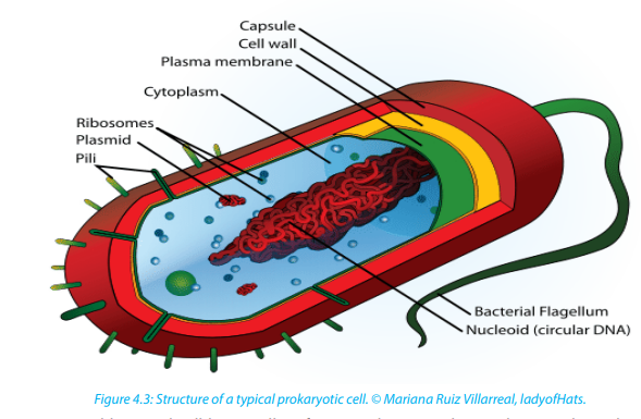 Course: S4: Biology